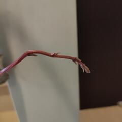 青森の長芋　芽が出てしまいましたの画像