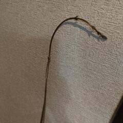 青森の長芋　芽が出てしまいましたの画像