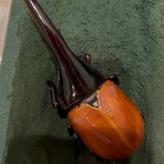 ヘラクレスオオカブト♂単品 5000円〜