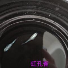 人気の！虹孔雀🌈メダカ🦚有精卵