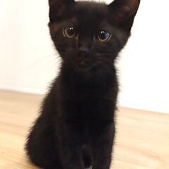 つるみ・猫のカギしっぽ譲渡会6月22日　 JR鶴見駅西口から徒歩５分　室内開催 − 神奈川県