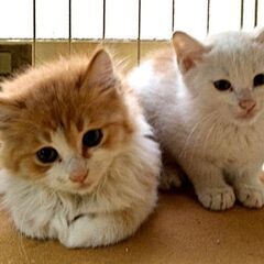 つるみ・猫のカギしっぽ譲渡会6月22日　 JR鶴見駅西口から徒歩５分　室内開催 - イベント