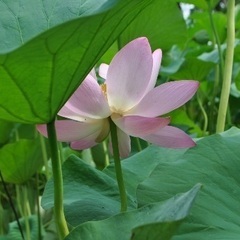 一緒に一眼レフで撮影してくれる仲間を募集します！