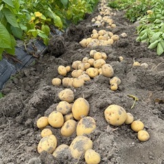 高野山麓精進野菜　じゃがいも　きたあかり　