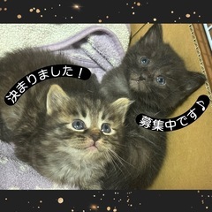子猫の里親募集中