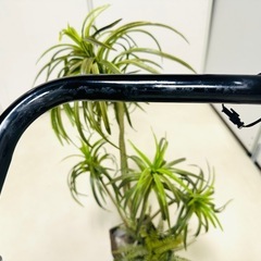 BTM 非電動ウォーキングマシンルームランナー 自走式ウォーカーの画像