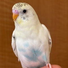 セキセイインコ　四色ハルクィン　レインボー - 東久留米市
