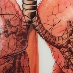 人体解剖図パネルの画像
