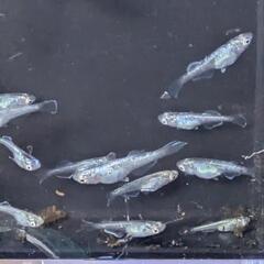 ゴブリンメダカ稚魚の画像