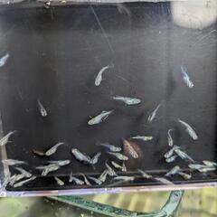 ゴブリンメダカ稚魚の画像