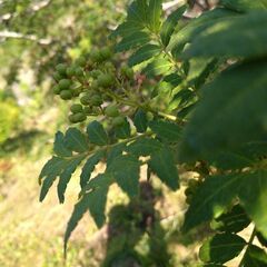 野菜、植木相談たまわります