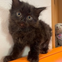 いろちゃん、くろみちゃん里親様募集🩷💛