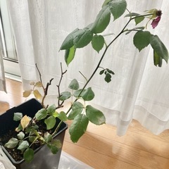 決まりました　バラ　ヨーロピアーナ　60センチ位　観葉植物