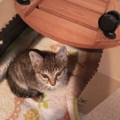 急募！生後2ヶ月のキジトラ