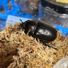 国産カブトムシ　メス1匹