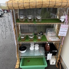 めだか無人販売(お得🉐)の画像