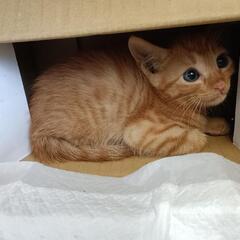 茶トラの子猫😺