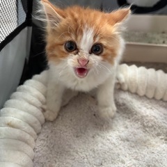 里親募集