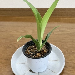 オモト　観葉植物　縁起物