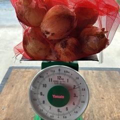 延長6/12（木）14時までの受付　玉ねぎ（中生）