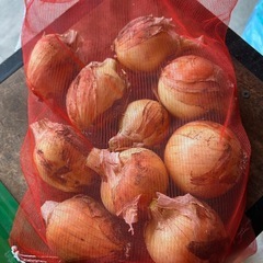 延長6/12（木）14時までの受付　玉ねぎ（中生）の画像