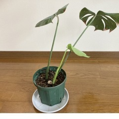 モンステラ　観葉植物50センチ