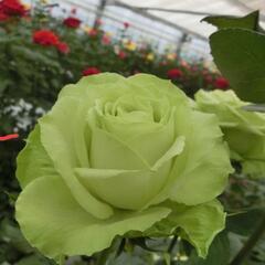 薔薇　挿し木苗
