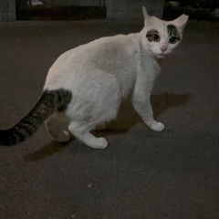 使っていないキャットフードやパウチをお願いいたします😭