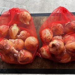 延長6/12（木）14時までの受付　玉ねぎ（中生）の画像