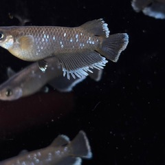 メダカ販売　フロマージュ、花魁、ゴジラ、など