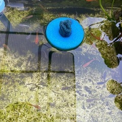 メダカの卵（産卵床ごと）