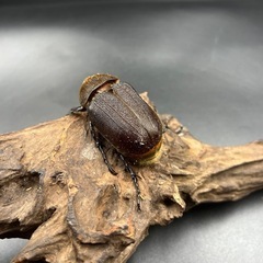 【親163.6mm×73mm】新成虫 DHヘラクレス♀単63mm ※送料事前連絡にて変更可 ※直接受け渡しに変更可の画像