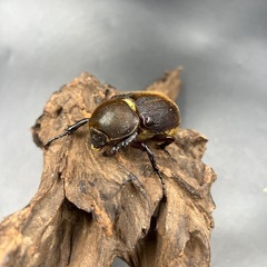 【親163.6mm×73mm】新成虫 DHヘラクレス♀単63mm ※送料事前連絡にて変更可 ※直接受け渡しに変更可の画像