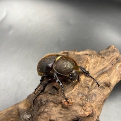 【親163.6mm×73mm】新成虫 DHヘラクレス♀単63mm ※送料事前連絡にて変更可 ※直接受け渡しに変更可の画像