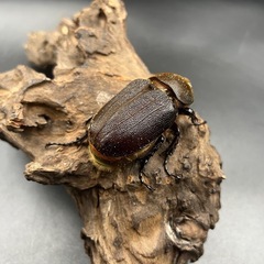 【親163.6mm×73mm】新成虫 DHヘラクレス♀単63mm ※送料事前連絡にて変更可 ※直接受け渡しに変更可の画像