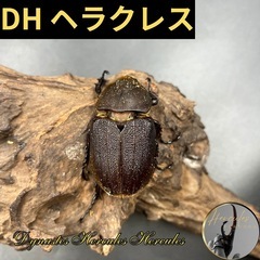 【親163.6mm×73mm】新成虫 DHヘラクレス♀単63mm...