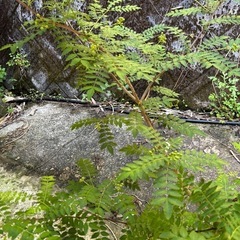 山椒树の画像