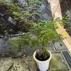 山椒树