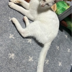 白猫 オス - 猫