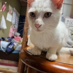 白猫 オス − 熊本県