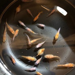 🉐🍡雲州三色ダルマめだか🐟針子30匹