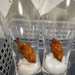 国産カブトムシ オス、メス譲ります‼️の画像