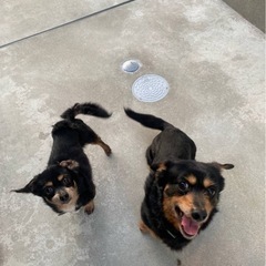 ダックスxチワワのミックス犬