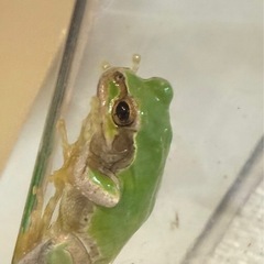 ニホンアマガエル　成体　3センチくらいの画像