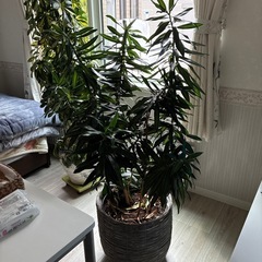 観葉植物　　ドラセナ
