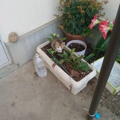 近所の野良猫が子供を生んで保護しています。 - 相馬市