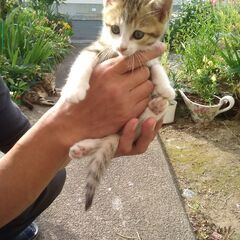 近所の野良猫が子供を生んで保護しています。 - 猫