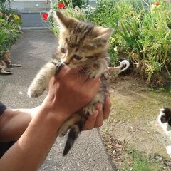 近所の野良猫が子供を生んで保護しています。 − 福島県