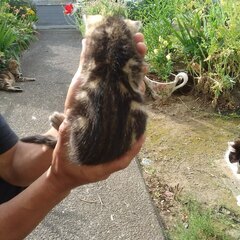 近所の野良猫が子供を生んで保護しています。