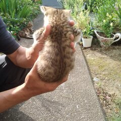 近所の野良猫が子供を生んで保護しています。 - 里親募集